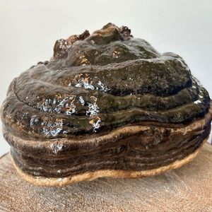 Custom designed Fungi Art